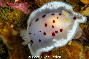 The uncommon chocolate-chip dorid mostly found on the col... by Peet J Van Eeden 
